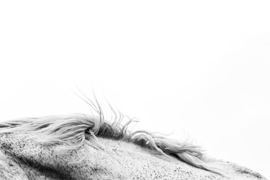 Background image of a horses mane